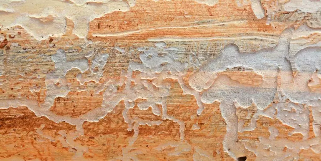 Ungezieferbefall Wald - Bild eines befallenen Holzstücks, Spuren eines Holzschädlings
