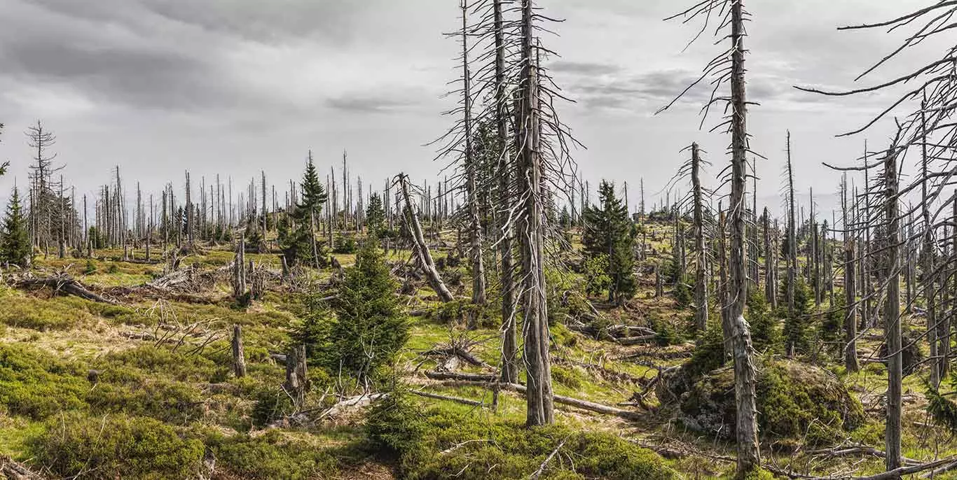 Ansicht eines vom Unwetter zerstörten Waldstücks