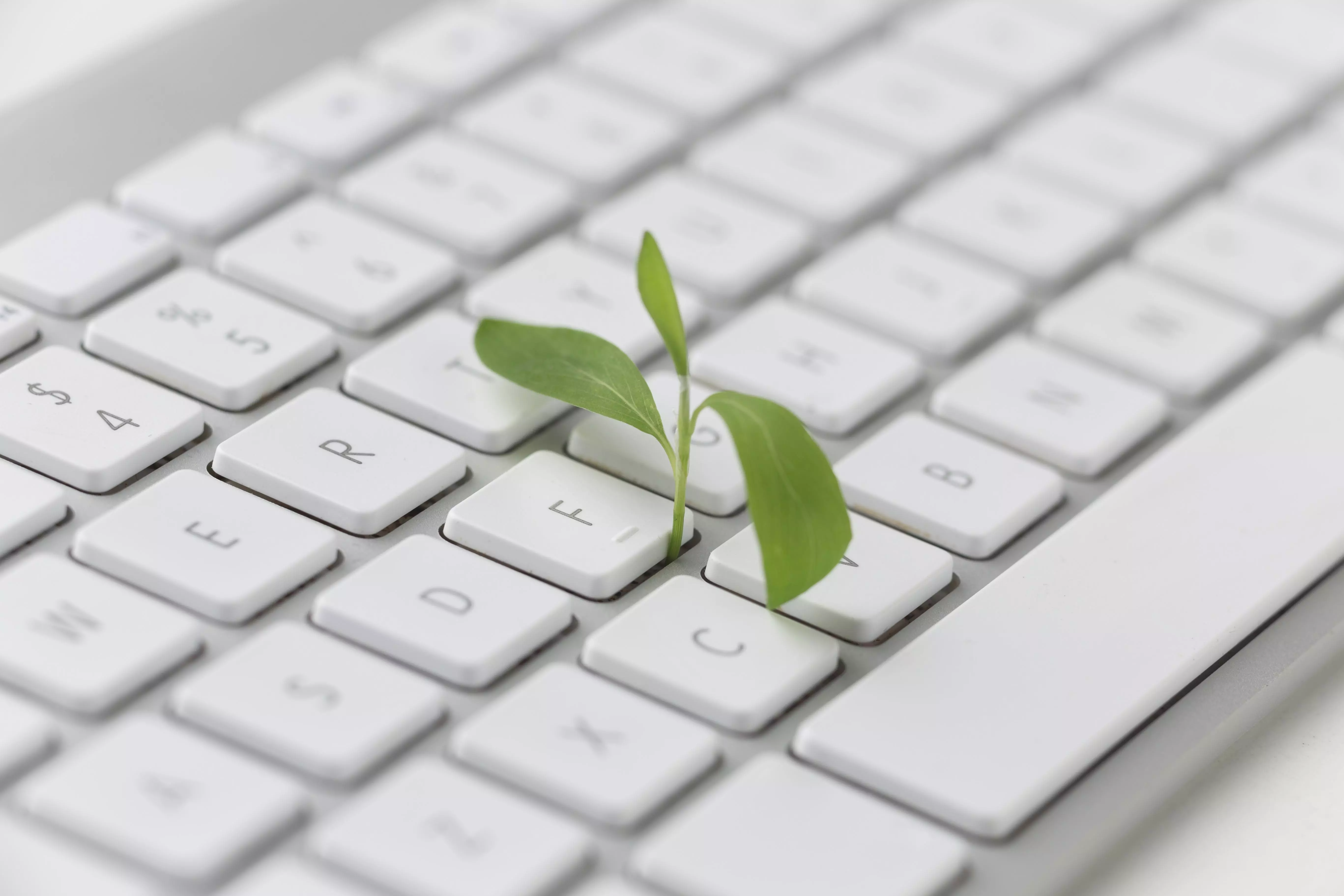 Keyboard with small plant