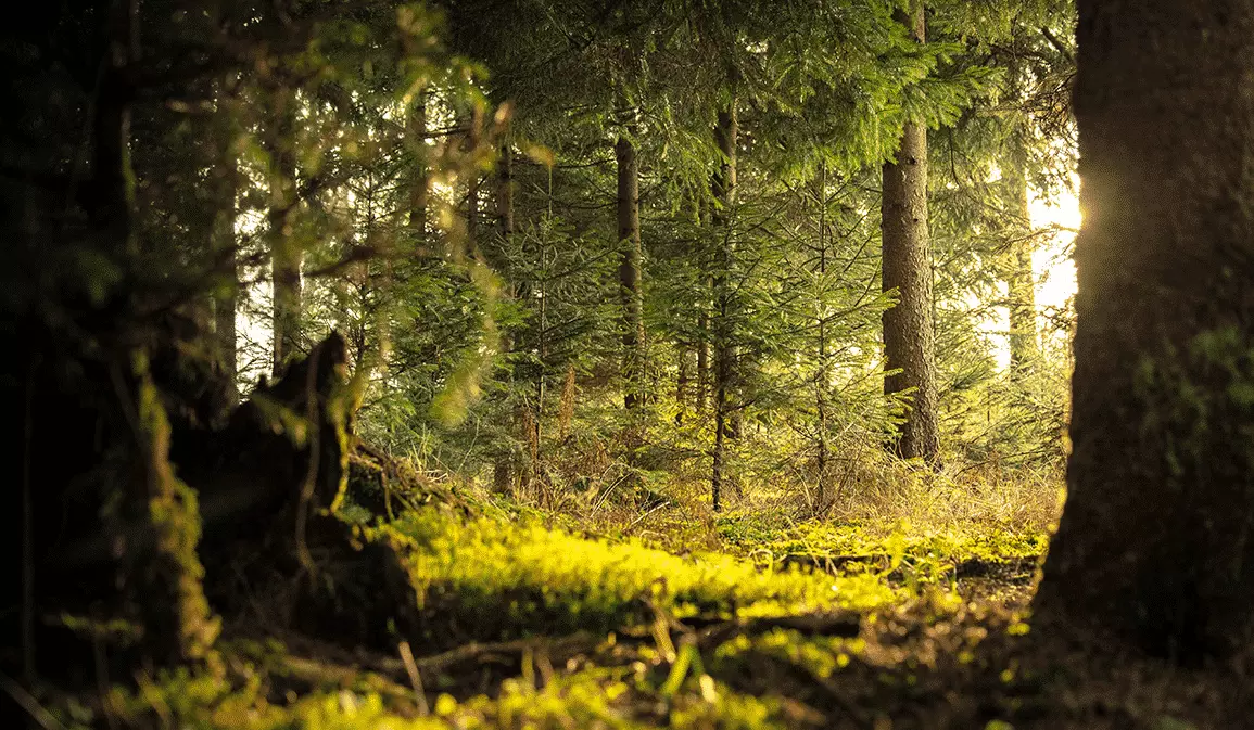 Nachhaltigkeit durch Holzpellets - Waldbild